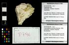 Foto (Objekt + Etikett) von Cracensigillatus acutirostris (Moericke, 1889)  (NHMW-GEO-2014-0194-0796)